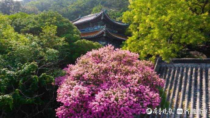 崂山太清600多岁紫薇花开正盛，花期持续至9月